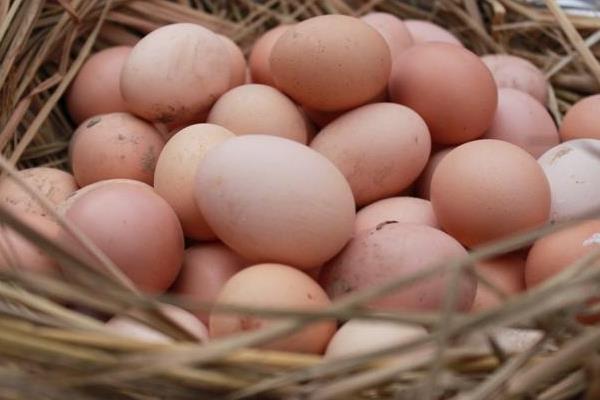 土鸡蛋与洋鸡蛋的区别是什么 土鸡蛋和洋鸡蛋的营养一样吗