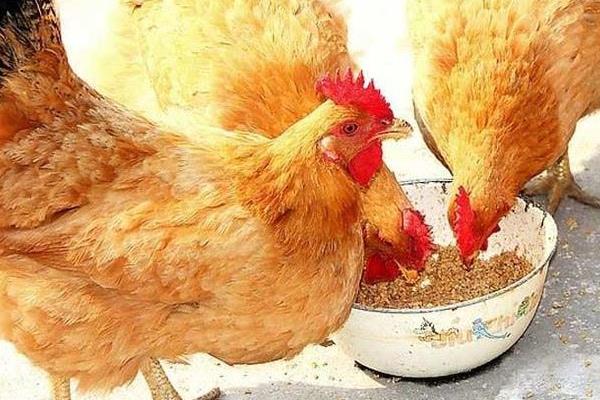 土鸡和饲料鸡的区别是什么土鸡和饲料鸡分别是怎么养殖