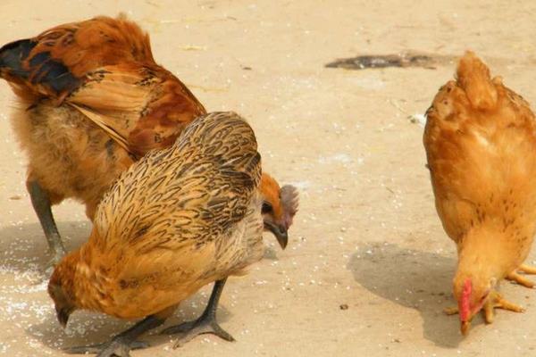 土鸡和饲料鸡的区别是什么土鸡和饲料鸡分别是怎么养殖