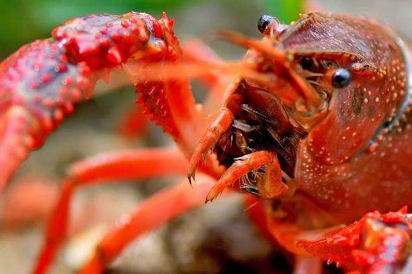 小龙虾的头可以吃吗 如何挑选小龙虾