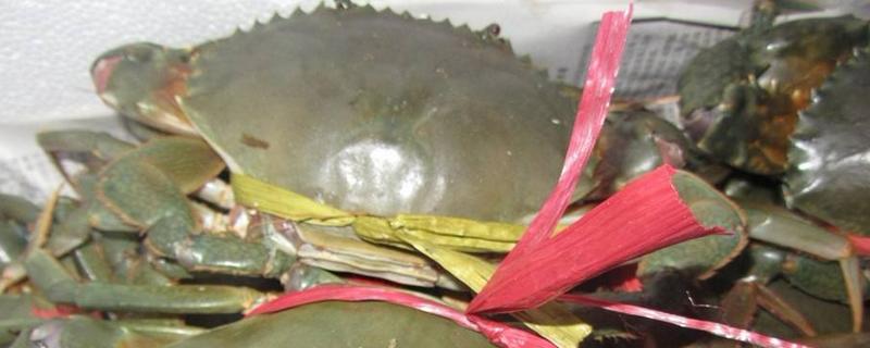锯缘青蟹和青蟹的区别是什么 锯缘青蟹孕妇能吃吗