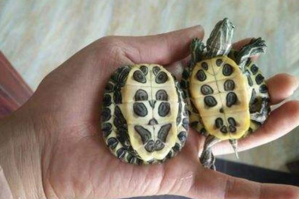 巴西龟可以吃吗 巴西龟寿命有多长