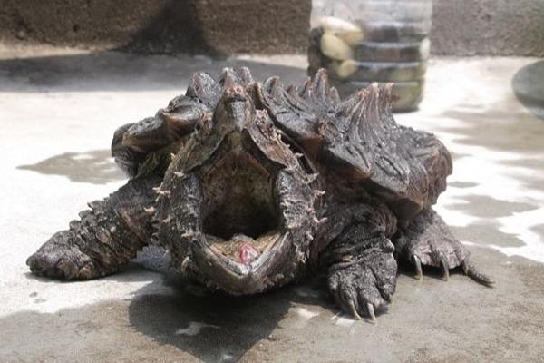 大鳄龟和小鳄龟的区别是什么 大鳄龟和佛鳄龟哪个凶