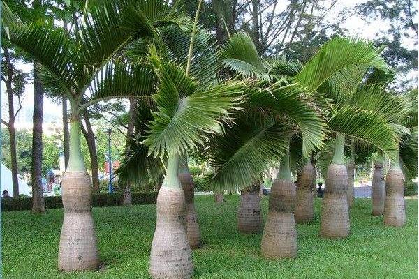 酒瓶椰子北方可以生长吗 酒瓶椰子的繁殖方法