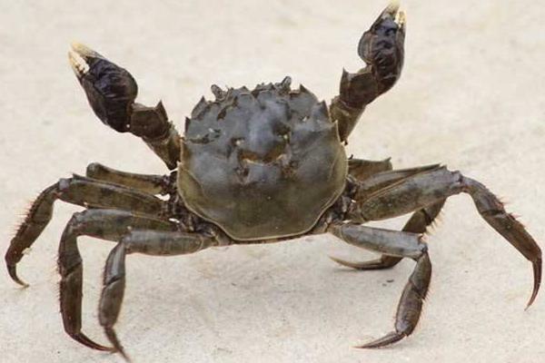 螃蟹为什么横着走 一只螃蟹几条腿