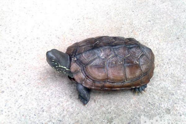 中华草龟怎么分公母 中华草龟怎么看年龄