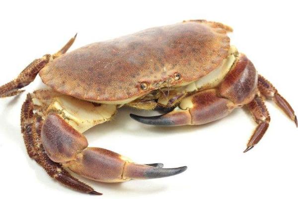 海蟹什么时候最肥 海蟹几月份吃最好