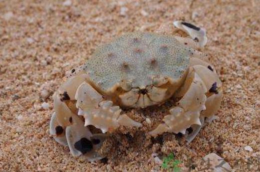 常见的螃蟹有哪几种 海里螃蟹种类图片大全