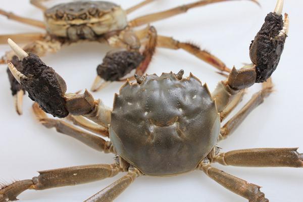 活螃蟹可以冷冻吗 冷冻的螃蟹能吃吗