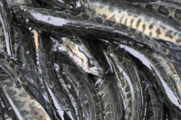黑鱼脏还是鲶鱼脏 黑鱼是世界上最脏的鱼吗