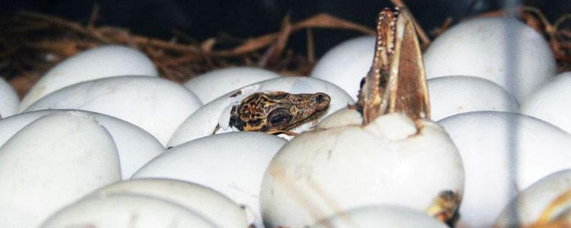 鳄鱼蛋能吃吗 鳄鱼蛋怎么吃