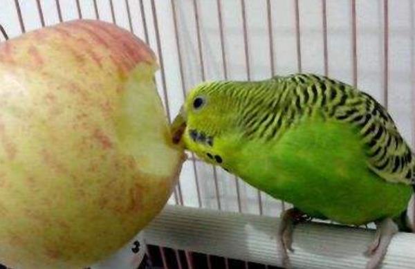 鹦鹉吃什么水果最好 鹦鹉一直叫是什么意思