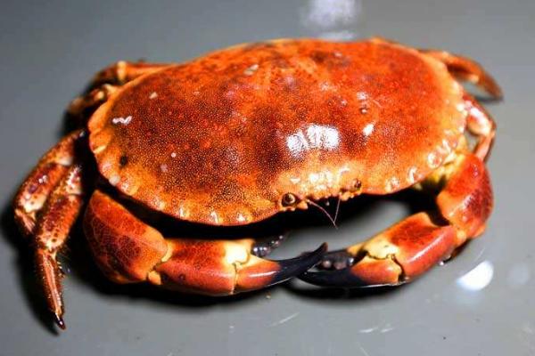 活螃蟹怎么杀 活螃蟹怎么保存