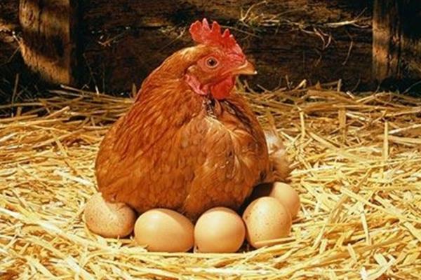 蛋鸡产蛋高峰期一般是多久 蛋鸡强制换羽的方法
