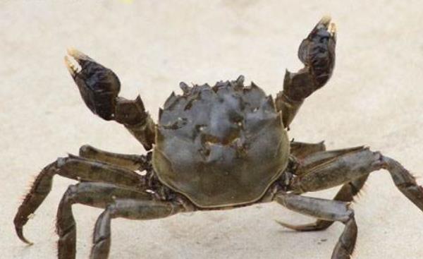 螃蟹公母怎么分 蟹黄是螃蟹的什么部位