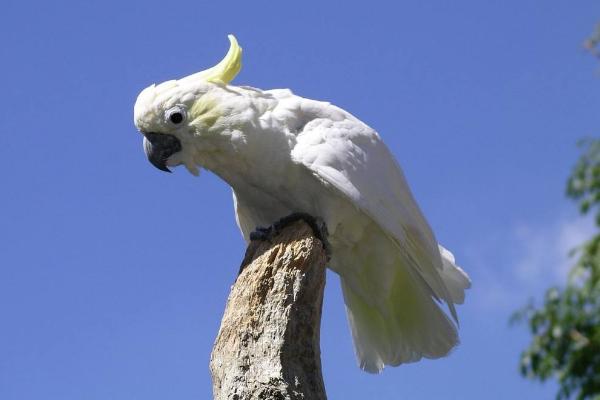 玄凤鹦鹉可以单养吗 鹦鹉能活多少年