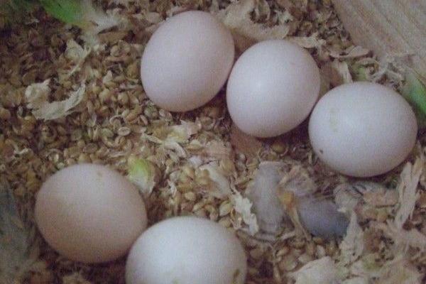 鹦鹉多久下一次蛋 鹦鹉下蛋前的征兆 鹦鹉蛋怎么人工孵化