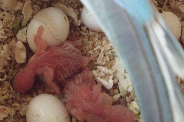 鹦鹉多久下一次蛋 鹦鹉下蛋前的征兆 鹦鹉蛋怎么人工孵化