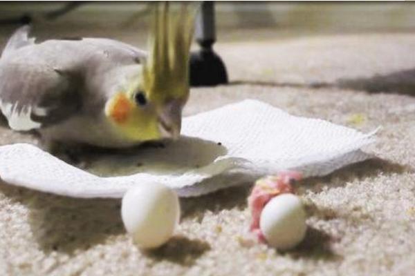 鹦鹉什么时候下蛋 鹦鹉蛋能吃吗