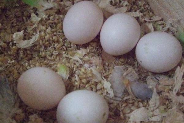 鹦鹉什么时候下蛋 鹦鹉蛋能吃吗