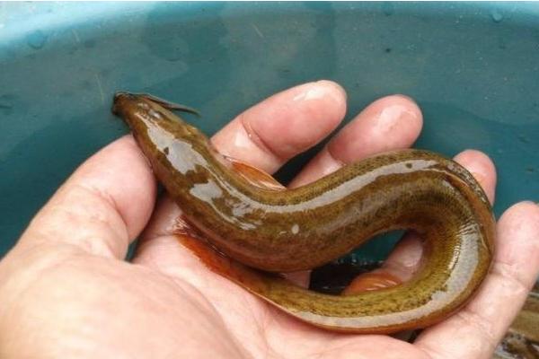 养黄鳝泥鳅的池塘怎么建 黄鳝是怎么繁殖的