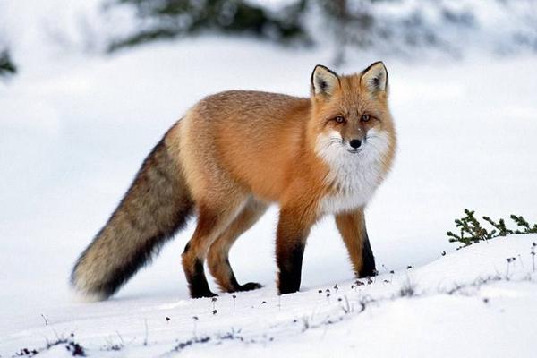 宠物狐狸中哪种最温顺 宠物狐狸怎么养