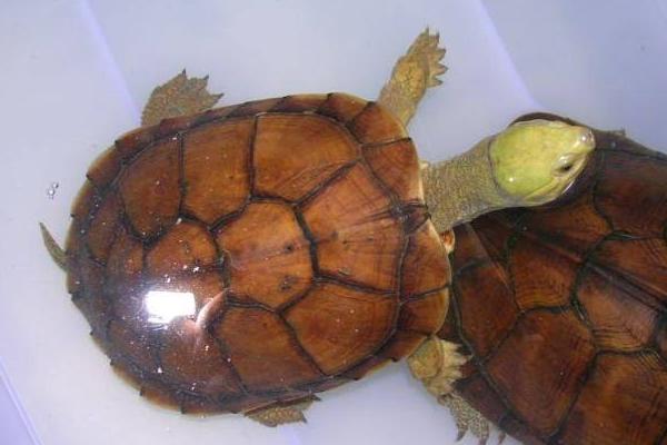 金钱龟和石金钱龟的区别是什么 金钱龟的养殖方法