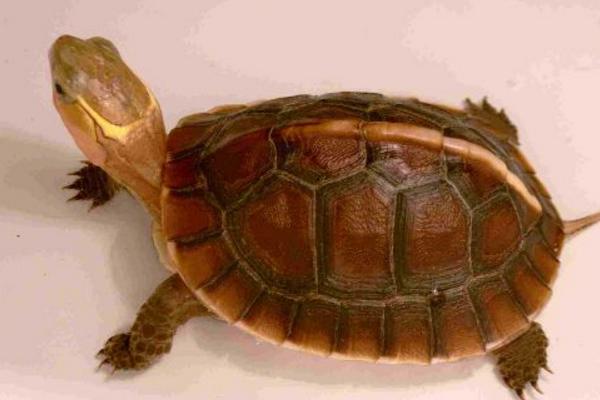 金线龟和金钱龟的区别是什么 金钱龟为什么那么贵