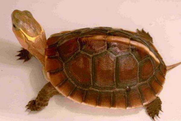 金钱龟和石金钱龟的区别是什么 金钱龟的养殖方法