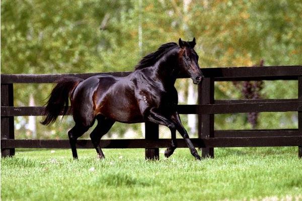 世界上最快的马时速能达到多少 世界十大名马品种及介绍