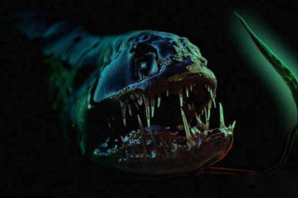 深海龙鱼咬人吗 深海龙鱼能吃吗