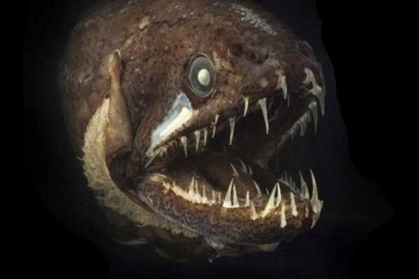 深海龙鱼咬人吗 深海龙鱼能吃吗
