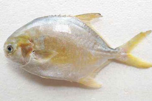 金鲳鱼和银鲳鱼哪个好 金鲳鱼怎么处理