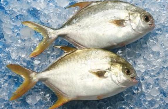 金鲳鱼和银鲳鱼哪个好 金鲳鱼怎么处理
