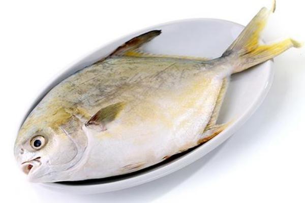 金鲳鱼的热量有多少 哪些人不宜吃金鲳鱼