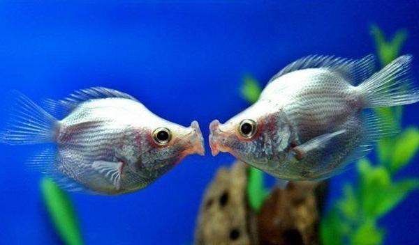 接吻鱼好养吗 接吻鱼为什么会接吻