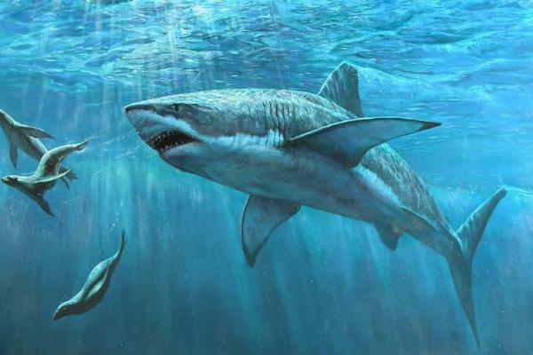 世界上最大的鲨鱼是什么鲨鱼 最大的鲨鱼有多大