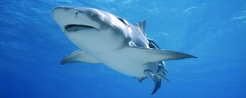 为什么鲨鱼肉是酸的 鲨鱼肉为什么那么臭