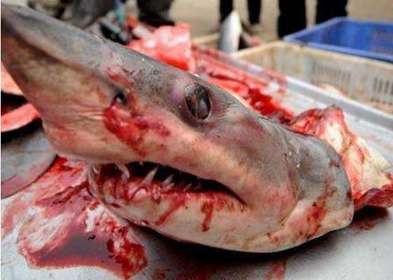 为什么鲨鱼肉是酸的 鲨鱼肉为什么那么臭