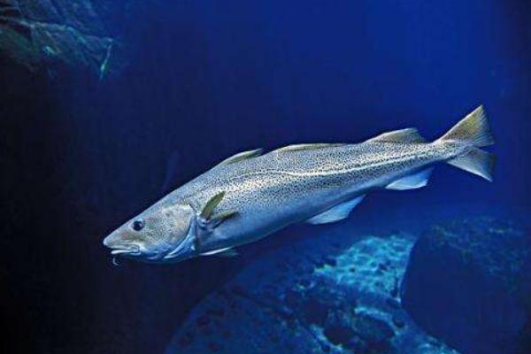 银鳕鱼产地在哪里 银鳕鱼哪里产的最好