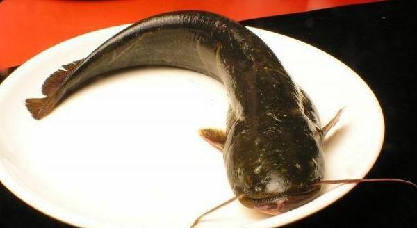 清江鱼和黑鱼哪个好吃 清江鱼有鳞吗