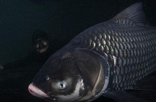 巨暹罗鲤是什么鱼 巨暹罗鲤好吃吗