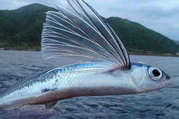 海里的飞鱼市场价格多少钱一斤 飞鱼能吃吗