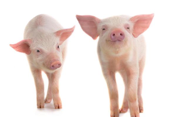 什么是三元猪 内三元猪和外三元猪的区别是什么