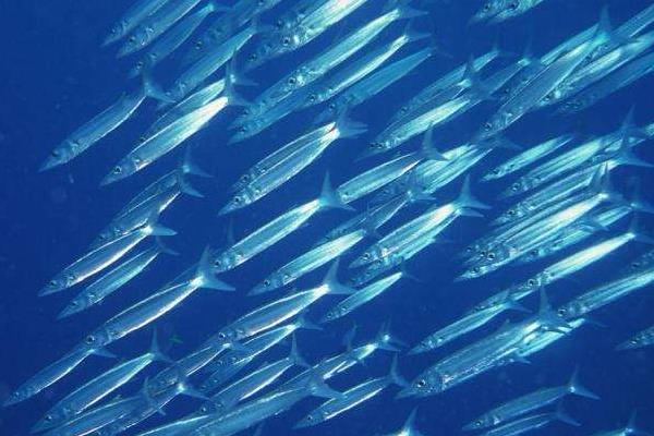 银鱼产地在哪里 银鱼干要泡多久