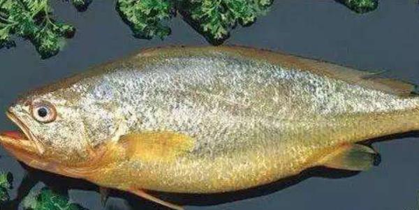 白姑鱼和黄花鱼的区别是什么 如何识白姑鱼和黄花鱼