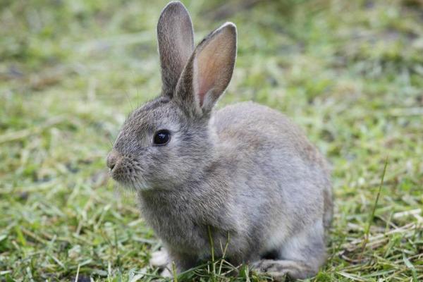 养兔子臭吗 怎么养兔子繁殖最快