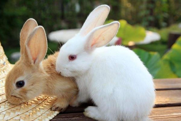 养兔子臭吗 怎么养兔子繁殖最快