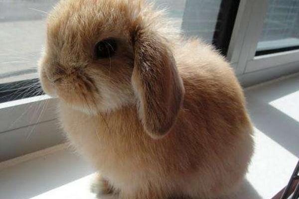垂耳兔可以洗澡么 垂耳兔一天吃多少兔粮