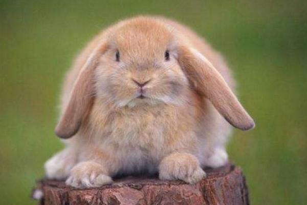 垂耳兔可以洗澡么 垂耳兔一天吃多少兔粮